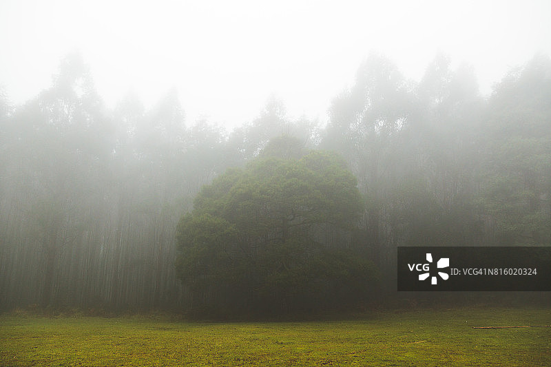 森林前田野的雾气图片素材