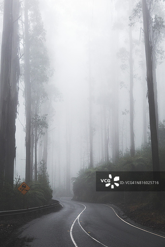 驾车穿过森林中的雾图片素材