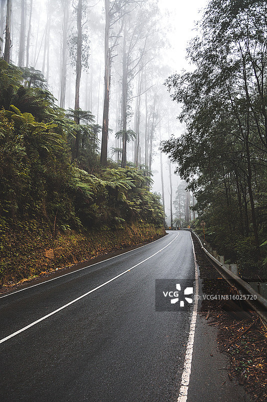 驾车穿过森林中的雾图片素材