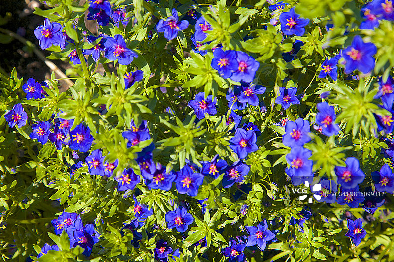 蓝色海繁缕的深蓝色花瓣和绿色叶子图片素材