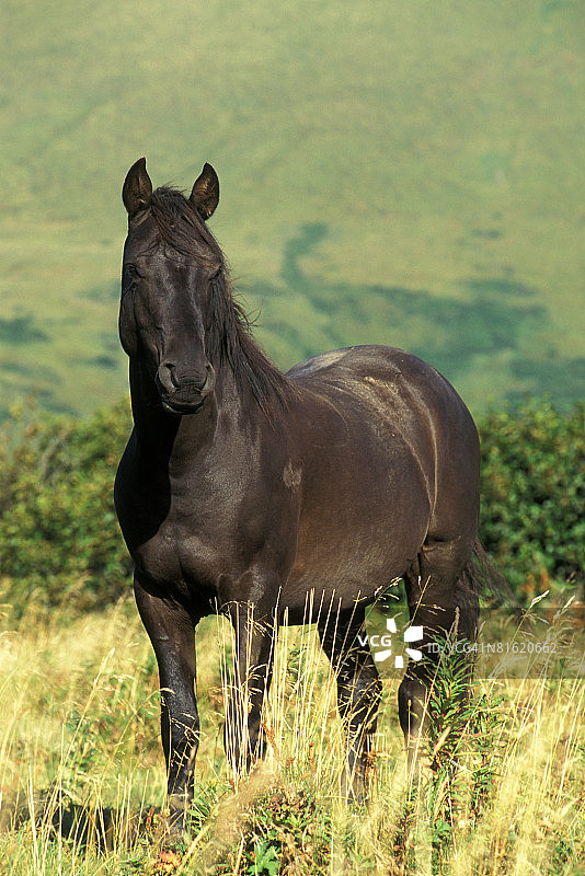 阿拉斯加的野马图片素材