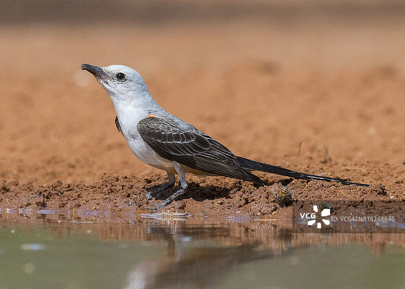 剪尾王霸鹟图片素材