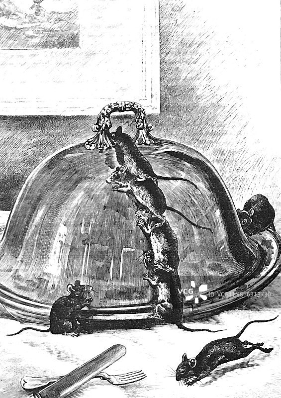 爬上餐盘的老鼠图片素材