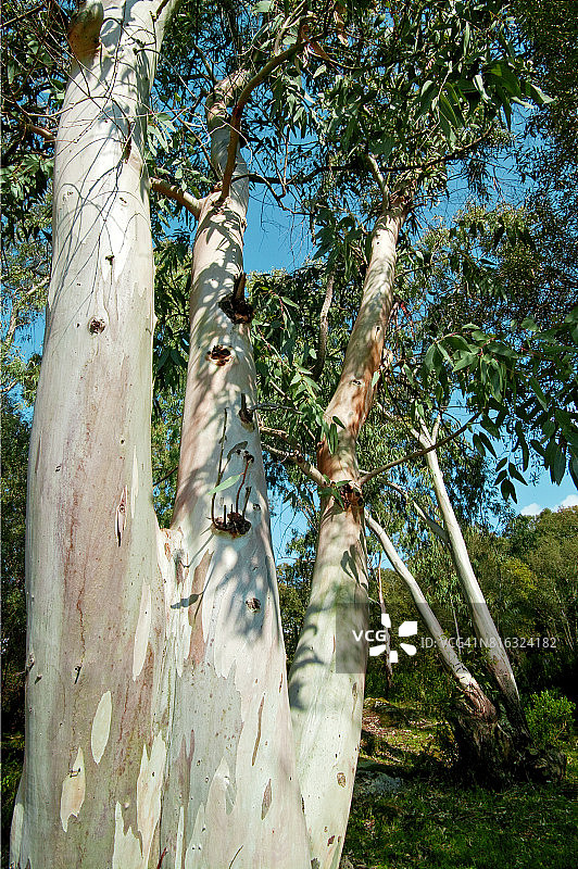 法国科西嘉岛基亚瓦里的森林图片素材