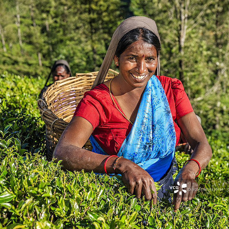 锡兰种植园上的泰米尔妇女在采摘茶叶图片素材