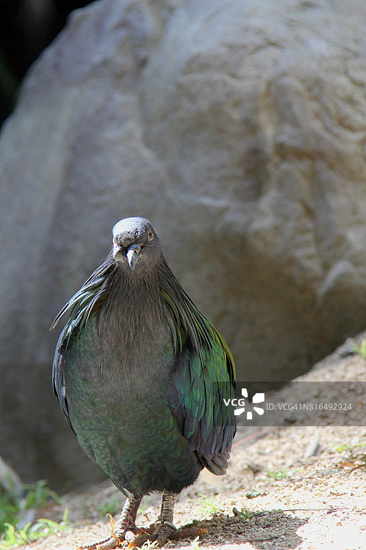 尼柯巴鸠图片素材