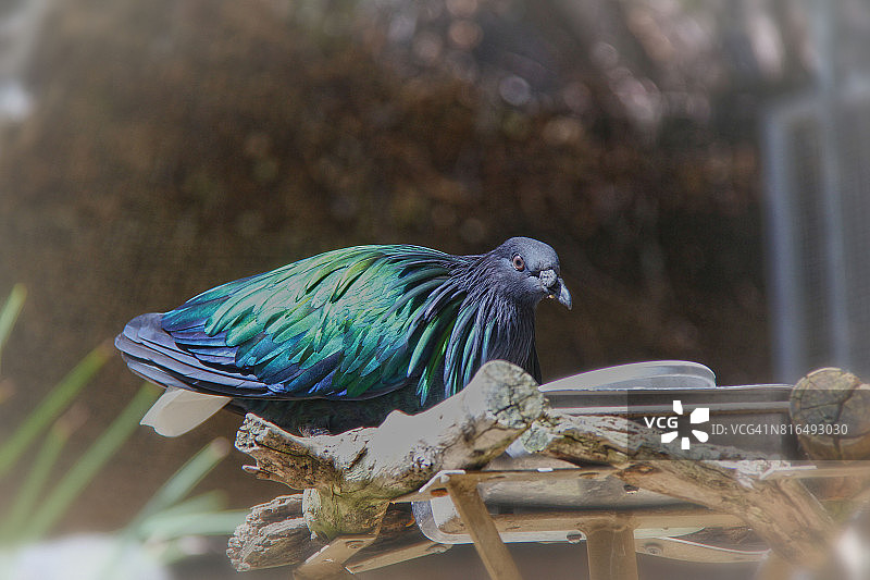 尼柯巴鸠图片素材