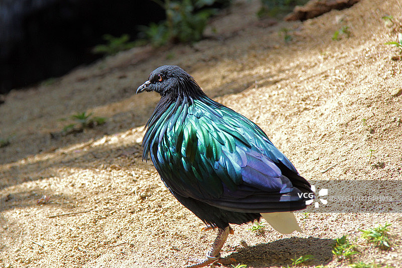 尼柯巴鸠图片素材