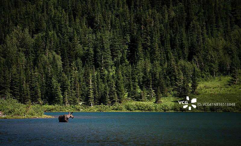 水中的驼鹿图片素材