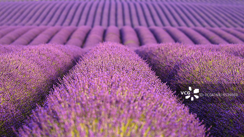 瓦朗索勒薰衣草田图片素材