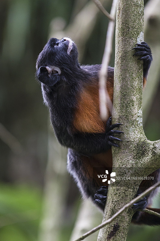 红腹绢毛猴图片素材