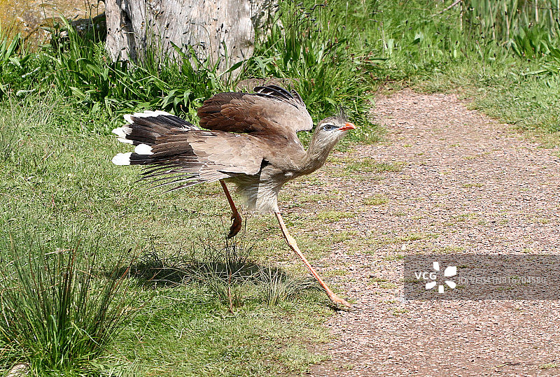 红腿叫鹤图片素材