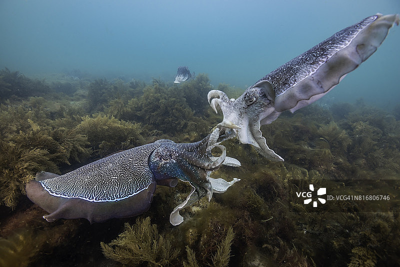 在交配迁徙季节，两只雄性澳洲巨型乌贼为争夺一只雌性而战，南澳大利亚图片素材