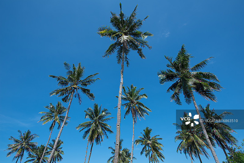 椰子树图片素材