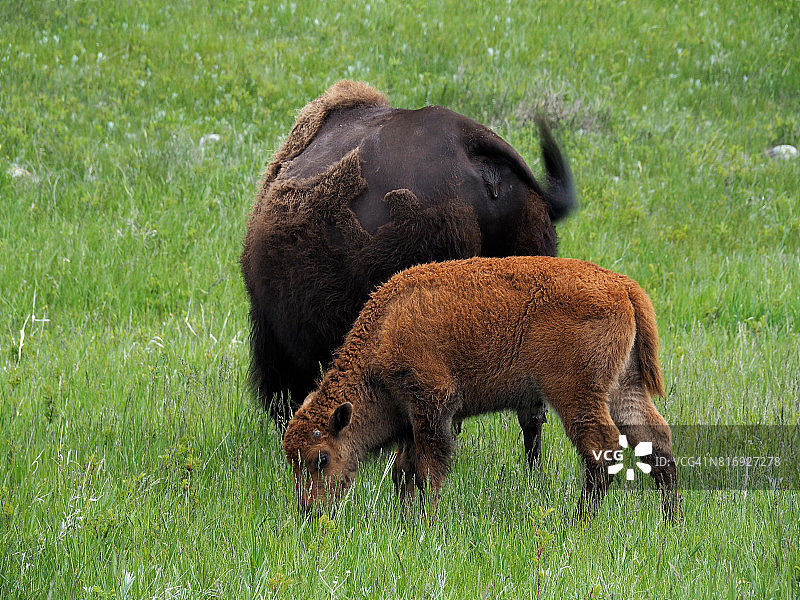南达科他州卡斯特州立公园的美洲野牛和幼崽图片素材