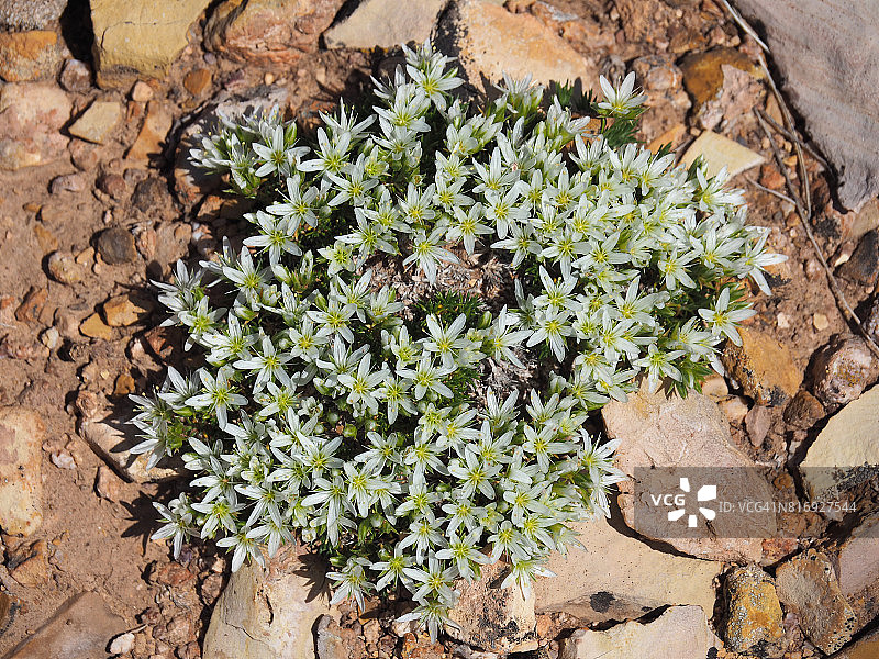 白景天图片素材