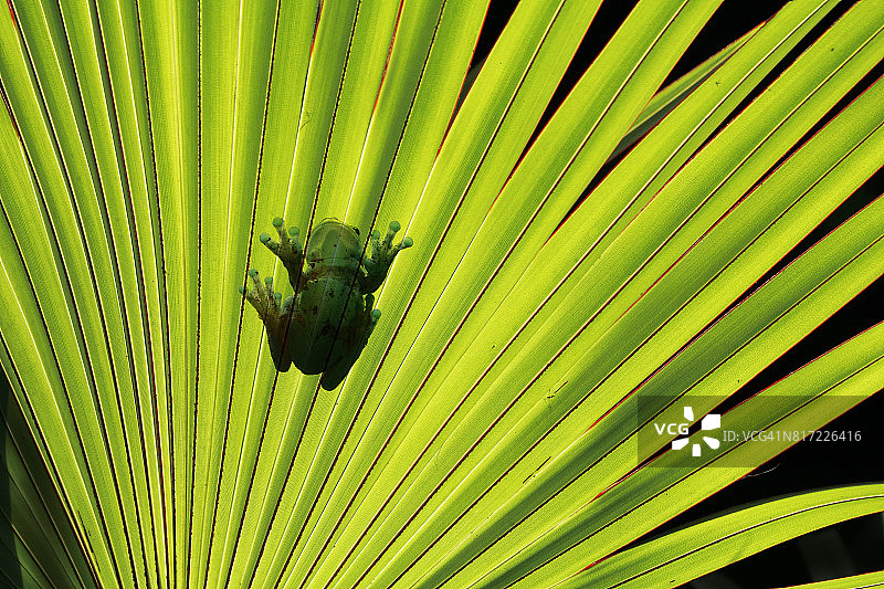 树叶上的树蛙剪影图片素材