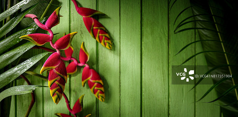 热带蝎尾蕉花，背景是绿色的老旧风化木板墙图片素材