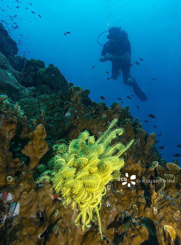 水肺潜水员与黄色海百合图片素材