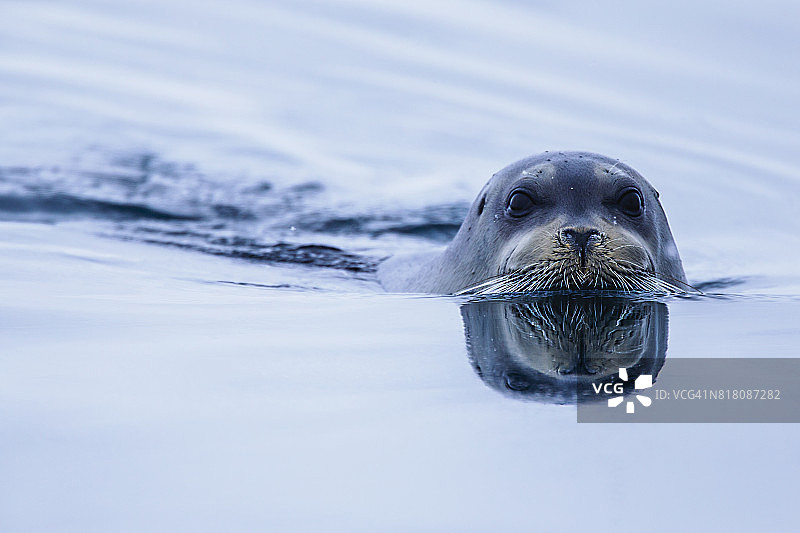 平静海水中胡须海豹的面部倒影图片素材