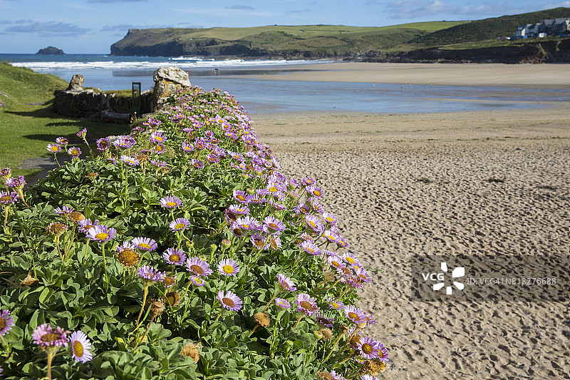 海滩边的海石竹图片素材