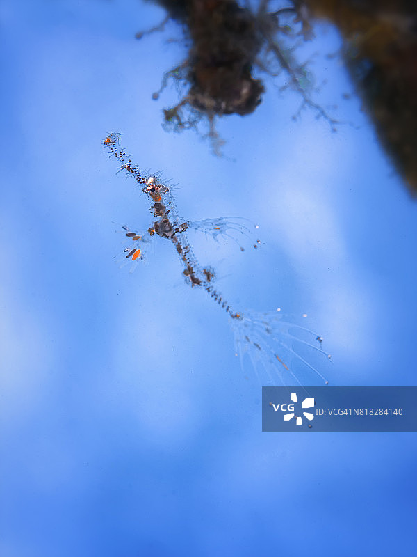 幼年华丽幽灵海龙图片素材