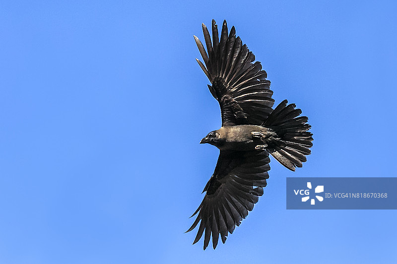乌鸦飞行图片素材