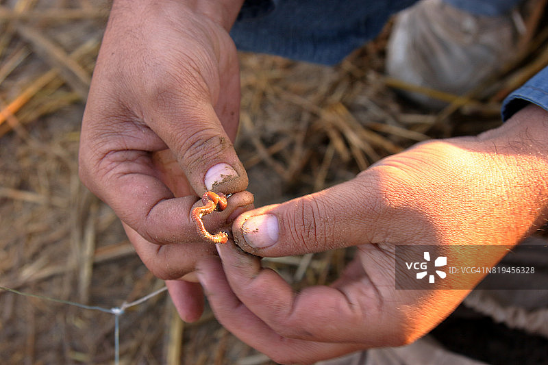将蚯蚓固定在鱼钩上图片素材