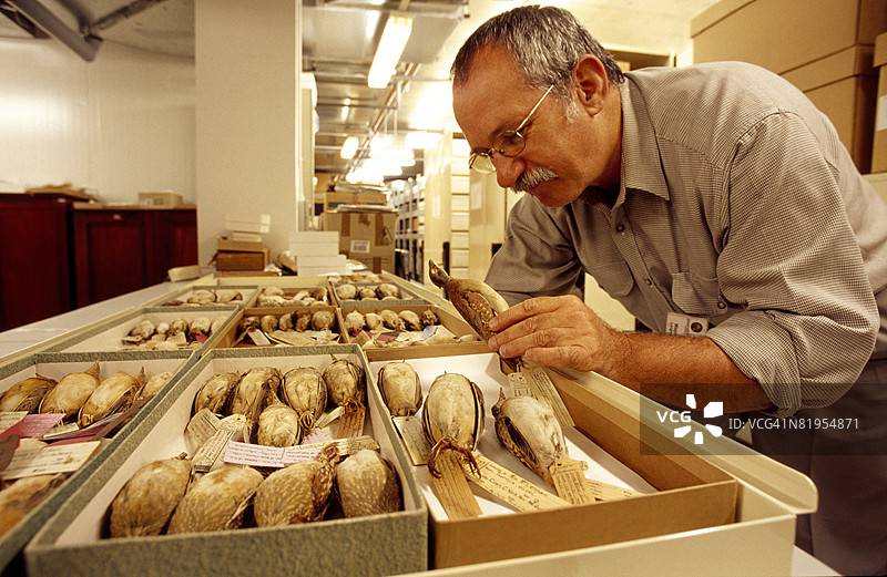 弯腰查看博物馆收藏的标本保存的钮扣鹌鹑图片素材