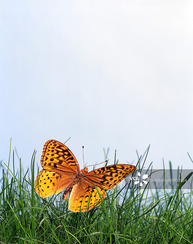 亮片豹纹蝶图片素材