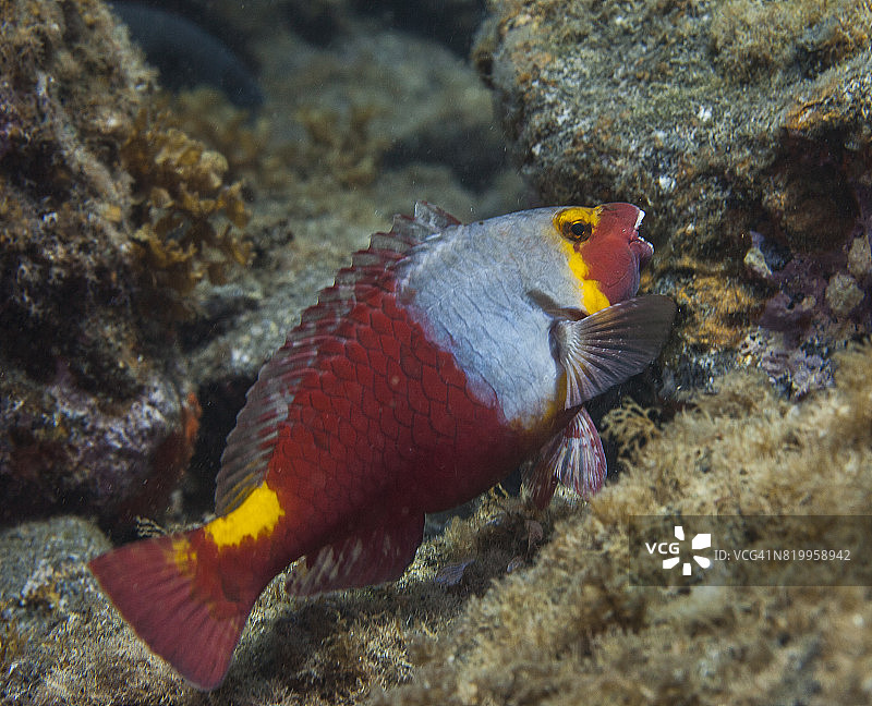 鹦鹉鱼图片素材