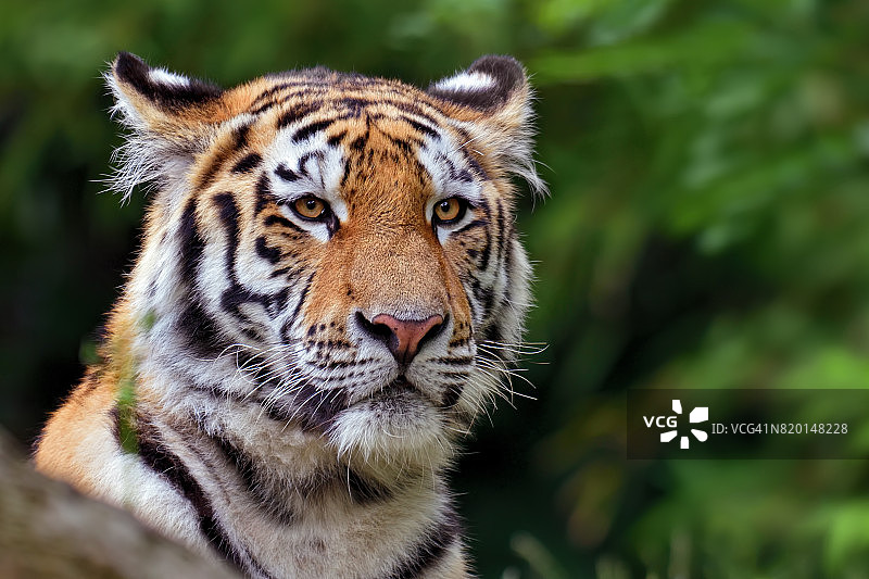 老虎肖像图片素材