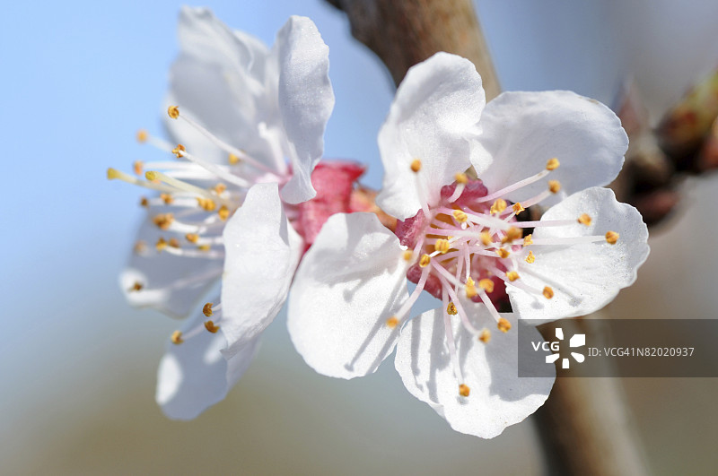 白色杏花，加利福尼亚州圣何塞图片素材