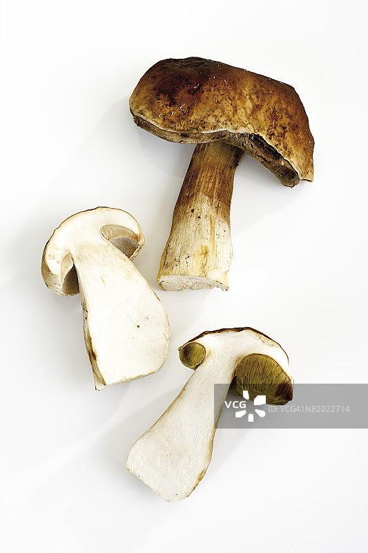 牛肝菌俯视图图片素材