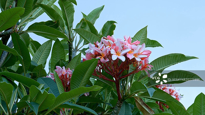 考艾岛天空下的鲜艳粉色热带鸡蛋花图片素材