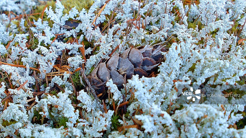 俄勒冈麦肯锡河谷的地衣与松果图片素材