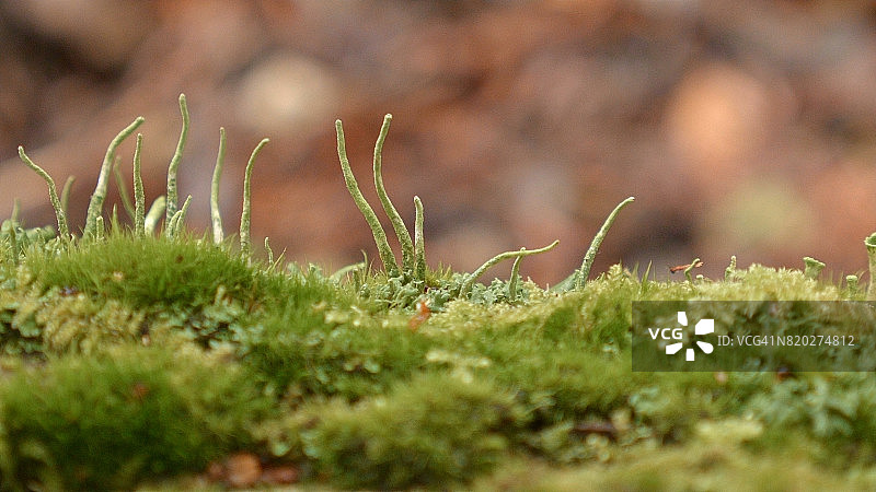 俄勒冈州喀斯喀特山脉春季雨后苔藓和孢子宏观特写图片素材