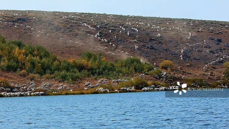 野外西部的放牧场景：靠近马卢尔野生动物保护区的斯廷斯山羊群图片素材
