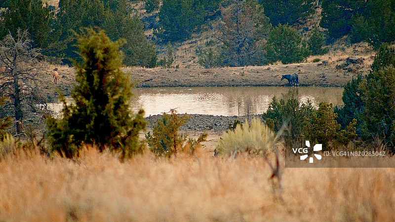 野生马群在斯廷斯山附近的马卢尔野生动物保护区水坑饮水图片素材