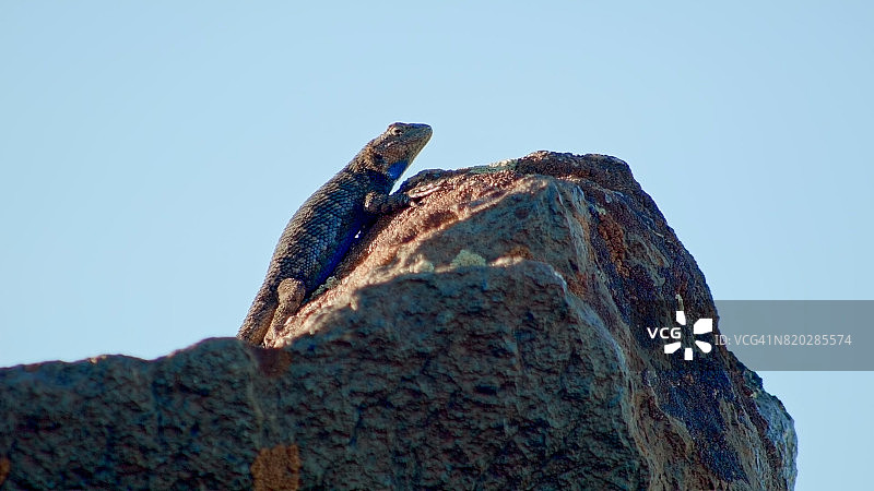 岩石一侧的鼠尾草蜥蜴图片素材