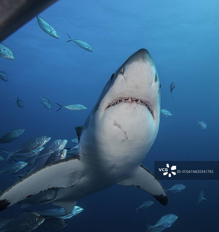 大白鲨在鲨笼开口处的水下视角，南澳大利亚北海王星群岛图片素材