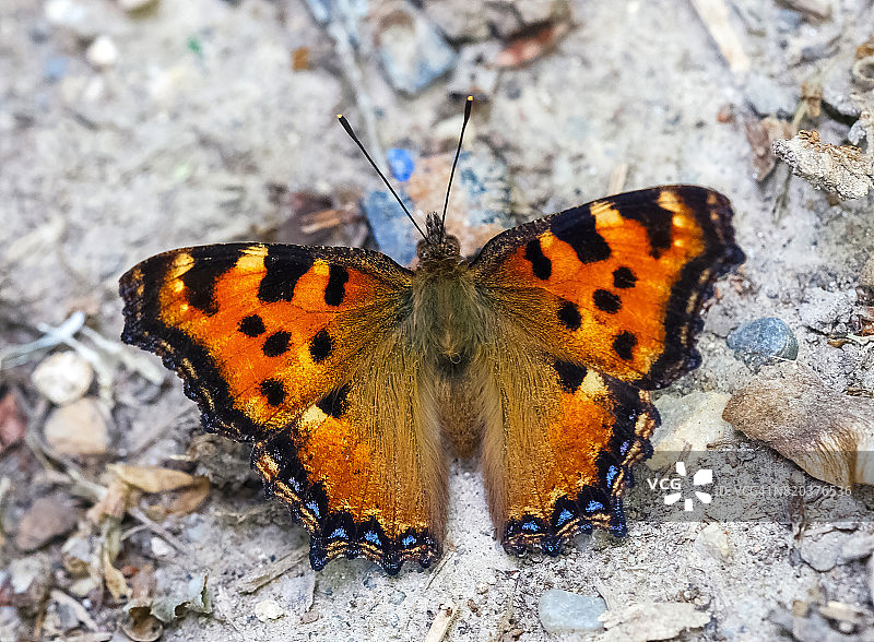 大型玳瑁凤蝶图片素材