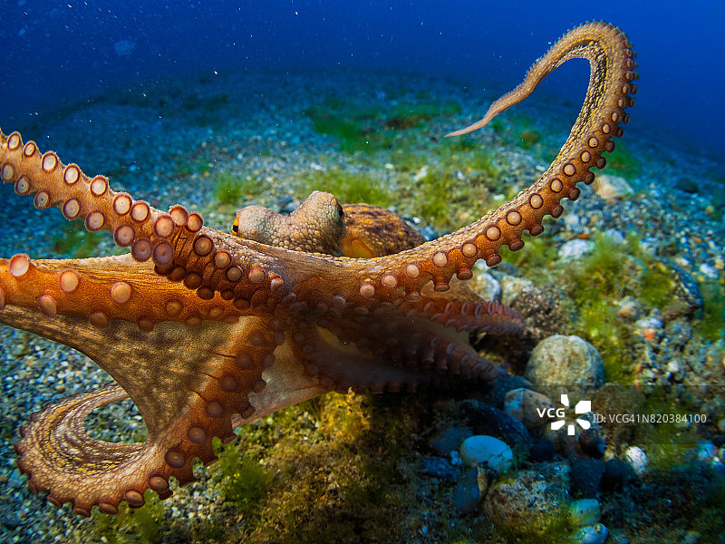 章鱼袭击图片素材