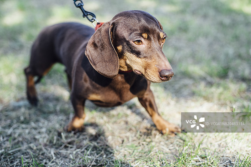 户外深棕色腊肠犬图片素材
