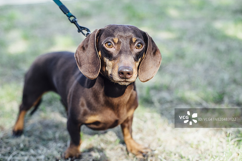 户外深棕色腊肠犬图片素材