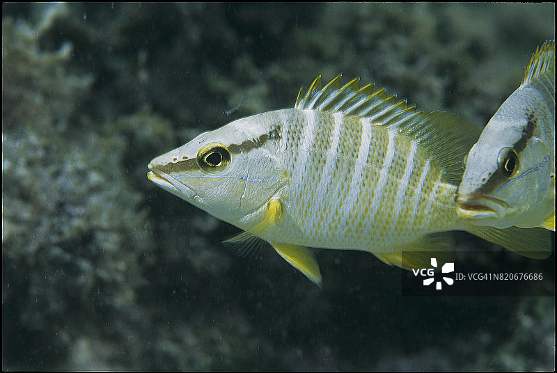 少年教师图片素材