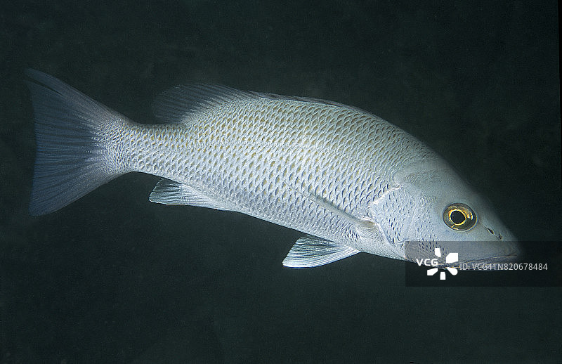 灰色鲷鱼图片素材