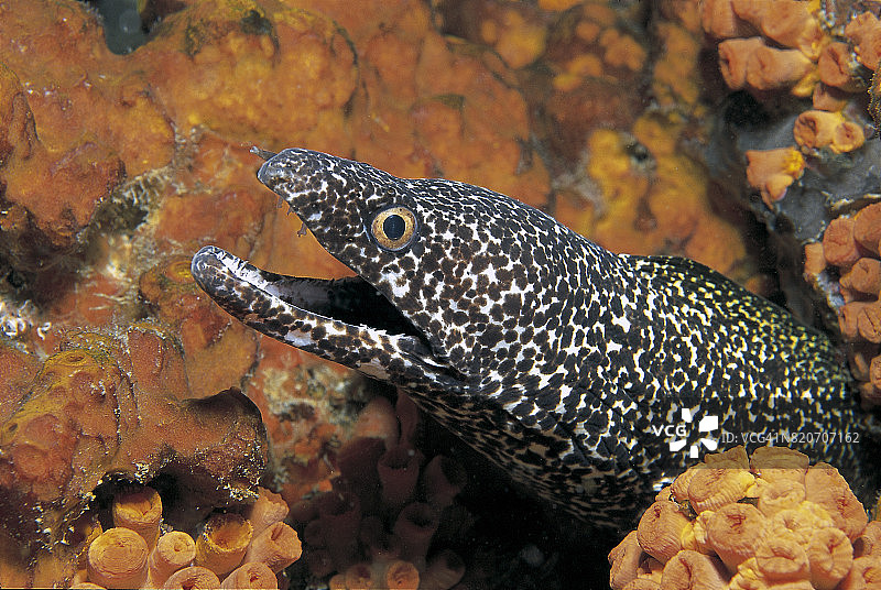 斑点海鳝图片素材