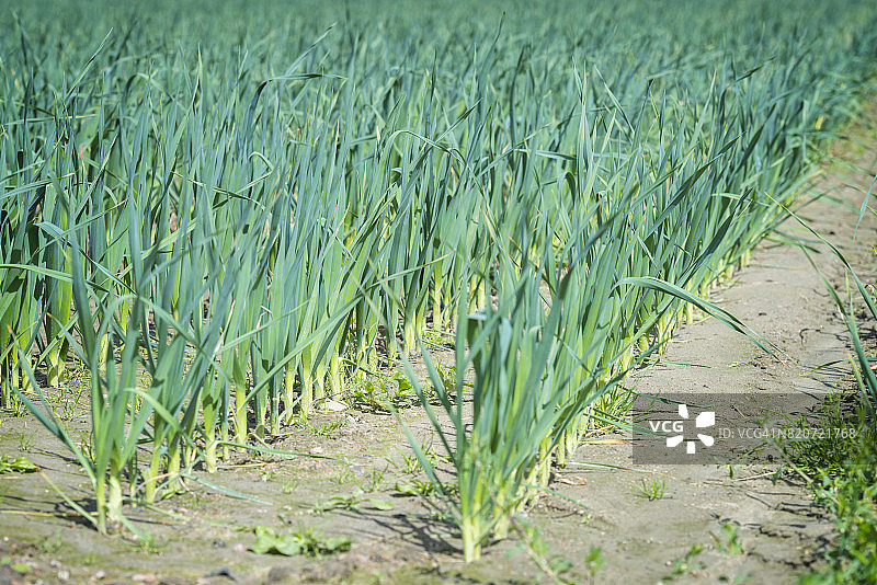 韭葱农场图片素材