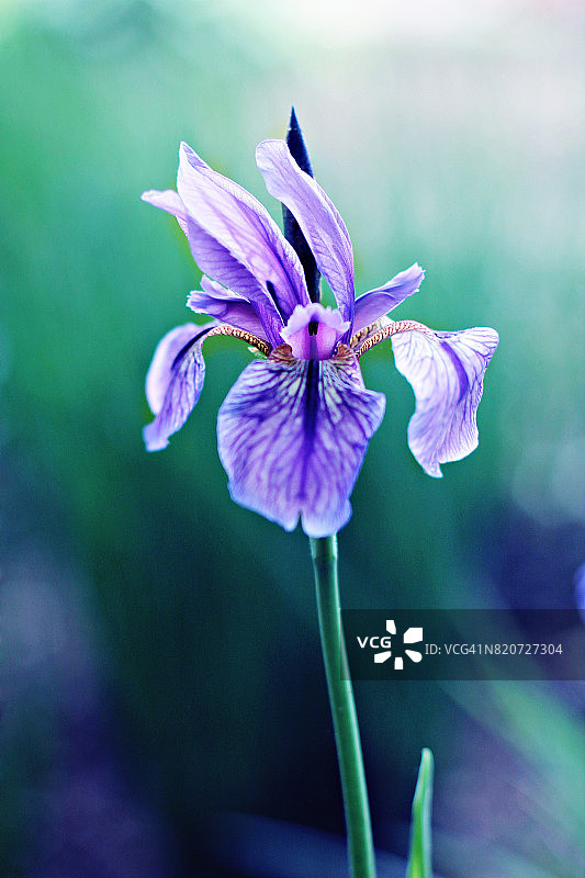 紫色鸢尾花图片素材